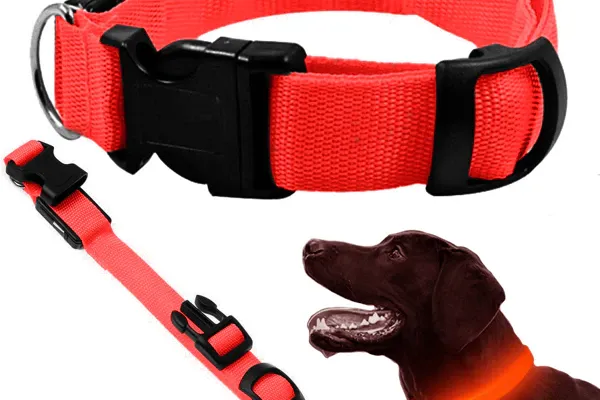 LED Halsband kaufen.